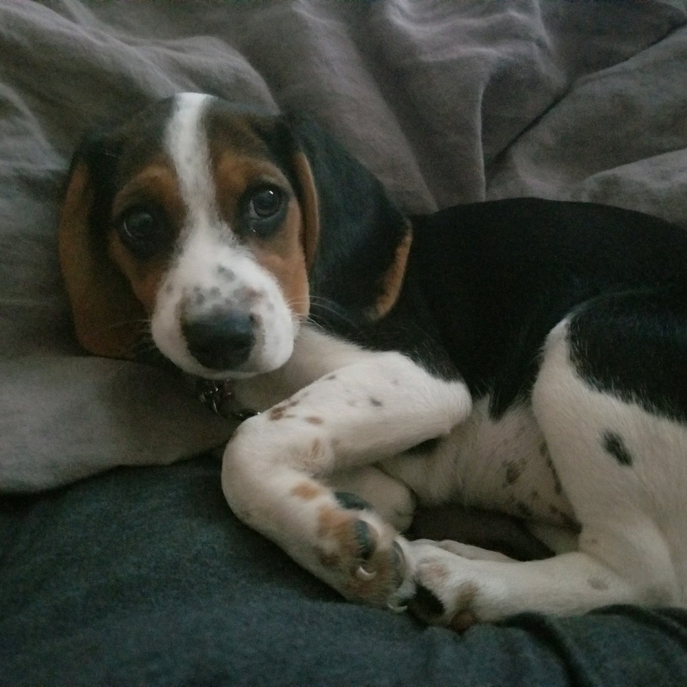 Meet your Posher, Paula